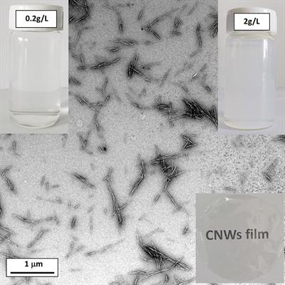 Cellulose Nanowhisker (CNW)/Graphene Nanoplatelet (GN) Composite Films With Simultaneously Enhanced Thermal, Electrical and Mechanical Properties
